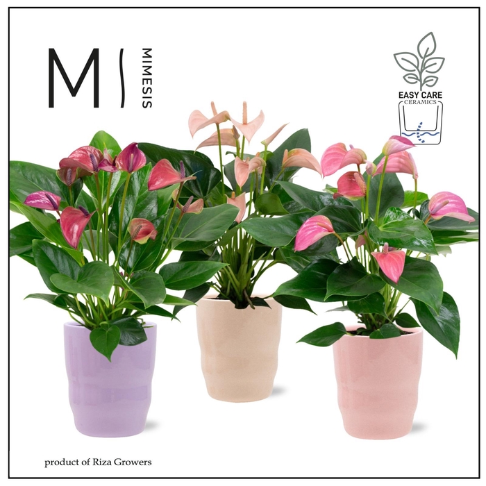 <h4>Mimesis Anthurium KARMA Joli mix 12cm - Athena</h4>