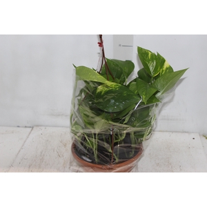 JIBOIA VERDE C21 PENDENTE