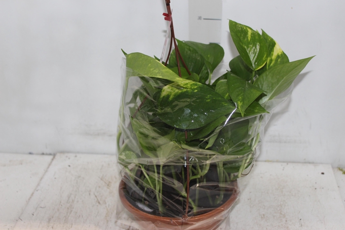 <h4>JIBOIA VERDE C21 PENDENTE</h4>