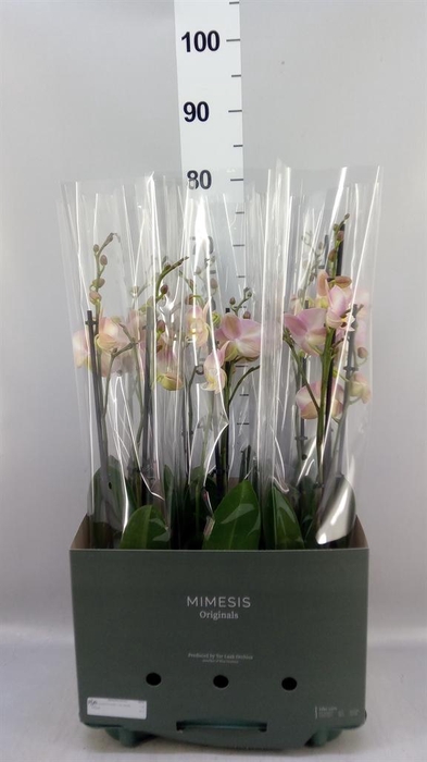 Phalaenopsis   ...rose