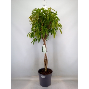 Ficus binn. 'Amstel King'