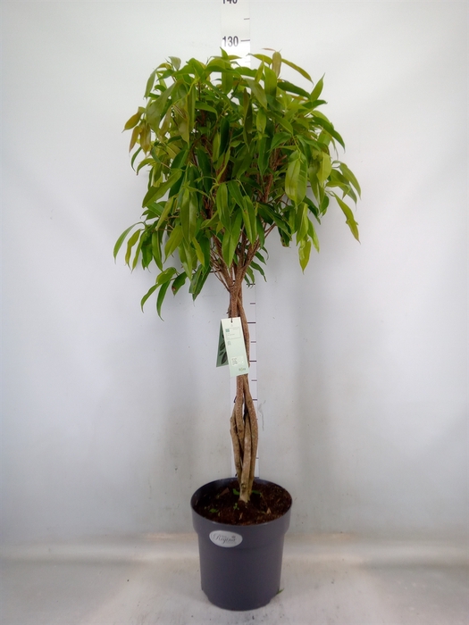 <h4>Ficus binn. 'Amstel King'</h4>