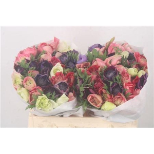 Anemone Levante Mixed In Bunch