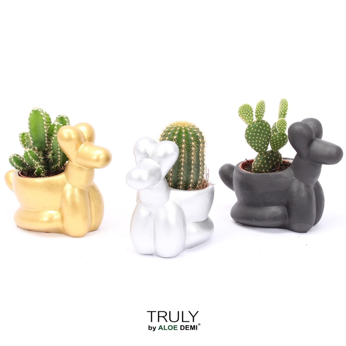<h4>TRULY Cactus, Balloon dog</h4>