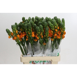 Ornithogalum dubium Sunray