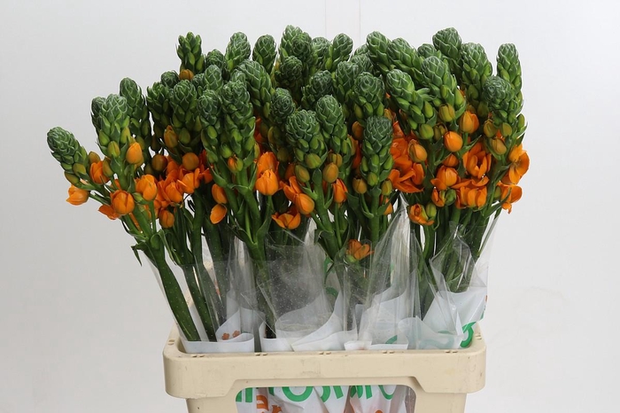 <h4>Ornithogalum dubium Sunray</h4>