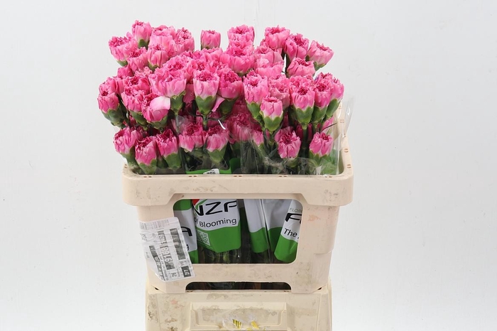 <h4>Di St Dollar 50cm</h4>