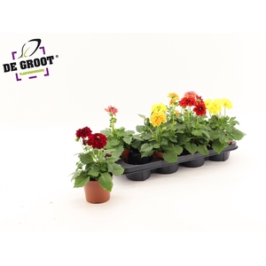 DAHLIA MIXK 5 KL