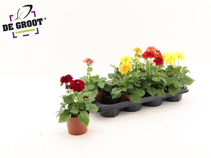 <h4>DAHLIA MIXK 5 KL</h4>