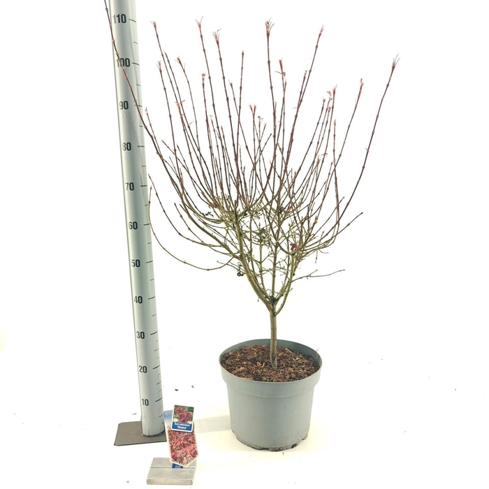 <h4>Acer palmatum Shaina</h4>