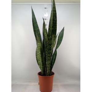 Sansevieria trifa.   ...