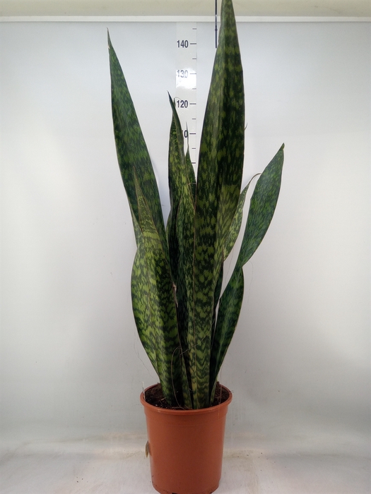 <h4>Sansevieria trifa.   ...</h4>