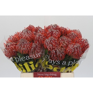 Nutans Scarlet Ribbon