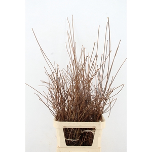 ENKIANTHUS ROOD 100/120CM