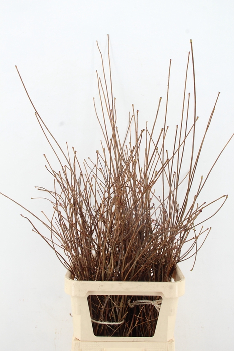 <h4>ENKIANTHUS ROOD 100/120CM</h4>