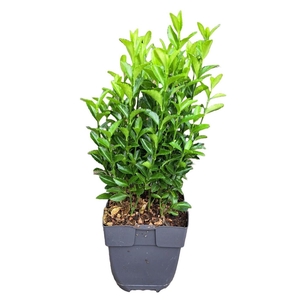 Euonymus jap. 'Green Spire' P13 (MG26050)