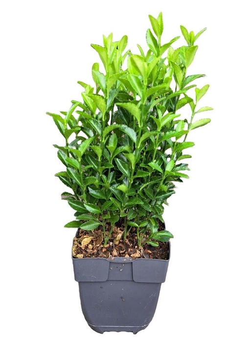 <h4>Euonymus japonicus 'Green Spire' P13</h4>