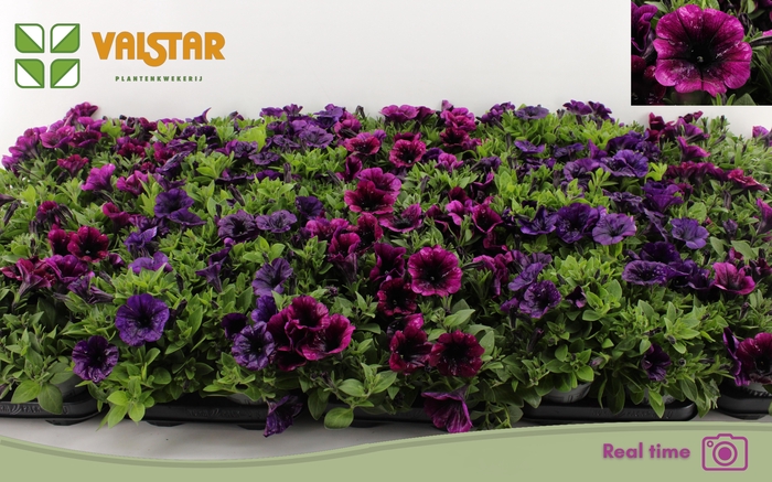 <h4>PET FAMOUS GEM</h4>