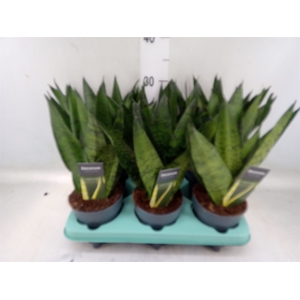 Sansevieria zeylanica