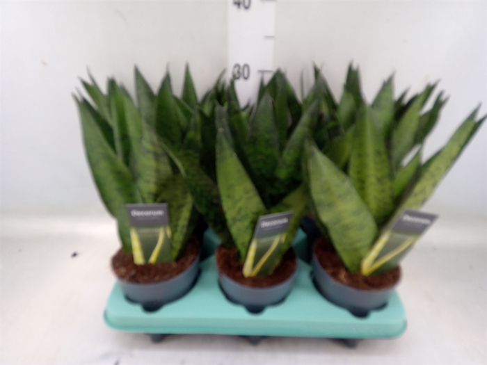 <h4>Sansevieria zeylanica</h4>