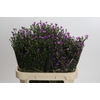 Aster Casarosa