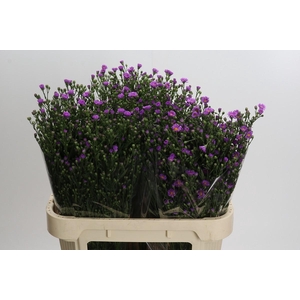 Aster Casarosa