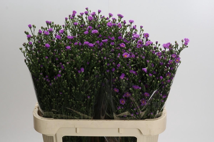 <h4>Aster Casarosa</h4>