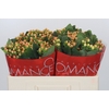 Hypericum Mellow Romance