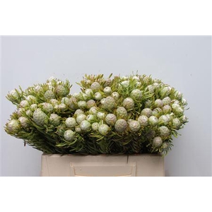 Kaaps Jade Pearl Spray