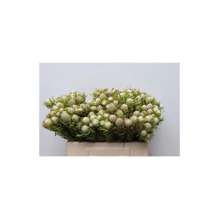 <h4>Kaaps Jade Pearl Spray</h4>