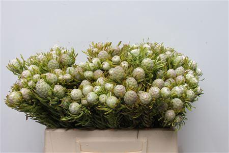 <h4>Kaaps Jade Pearl Spray</h4>