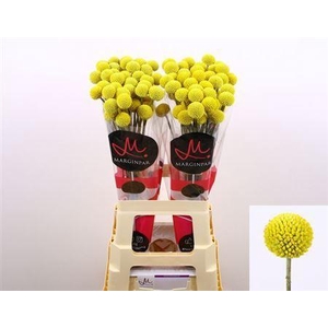 Craspedia Paintball Pop Xxl 70cm