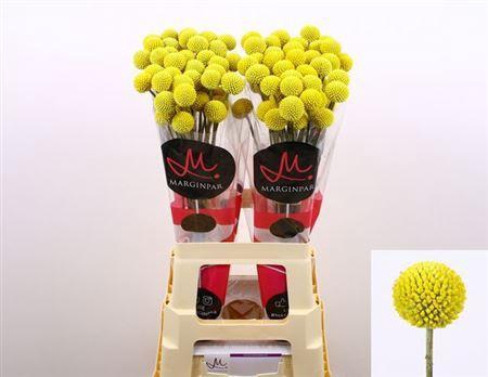 <h4>Craspedia Paintball Pop</h4>