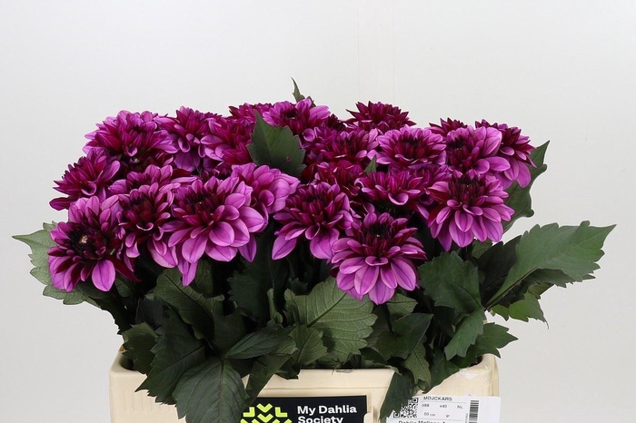 <h4>DAHLIA OVERIG DAHLIA MELISSA ANNE M</h4>