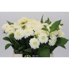 Dahlia White Cap