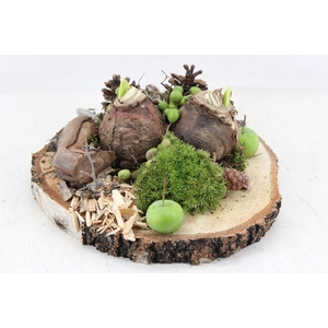 arr4 Amaryllis MB - Hout schijf 2bol