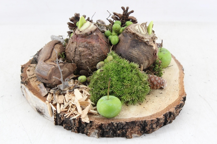 <h4>arr4 Amaryllis MB - Hout schijf 2bol</h4>