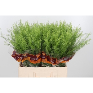 Lepidium Green Bell