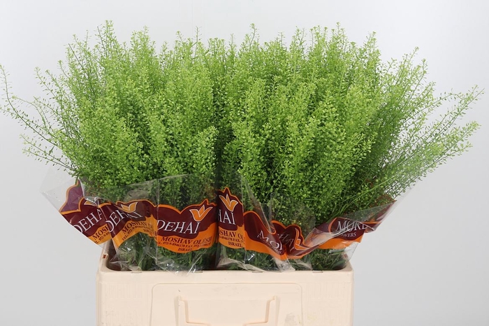 <h4>Lepidium Green Bell</h4>