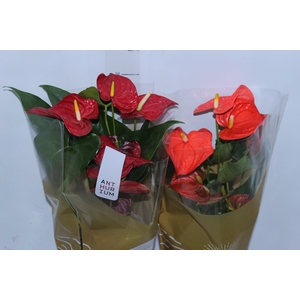 ANTHURIUM VARIADO P17