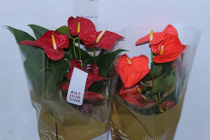 <h4>ANTHURIUM VARIADO P17</h4>