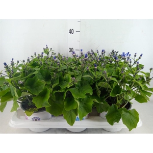 Pericallis cr. 'Senetti Violet Bic'