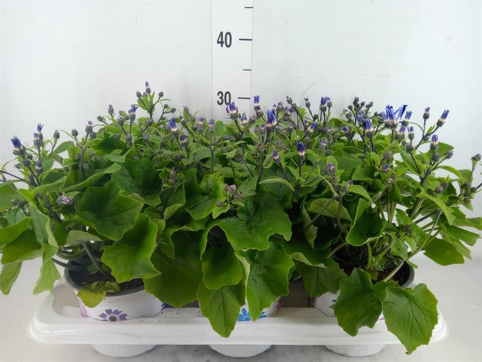 <h4>Pericallis cr. 'Senetti Violet Bic'</h4>