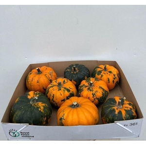 CUCURBITA PEPO x8 Be little Oranje-groen