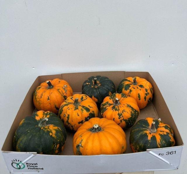 <h4>CUCURBITA PEPO x8 Be little Oranje-groen</h4>