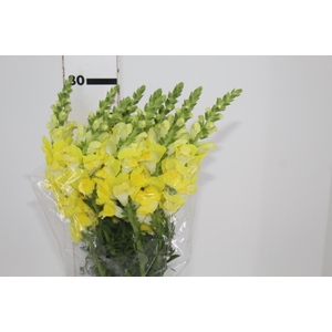 BOCA DE LEAO AMARELA 070 CM