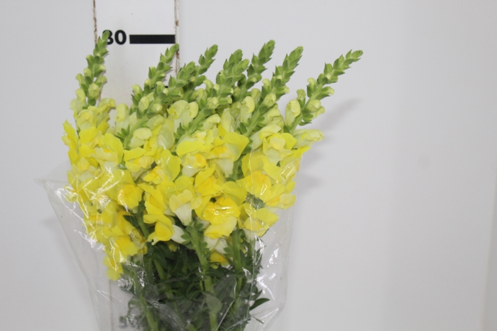 <h4>BOCA DE LEAO AMARELA 070 CM</h4>