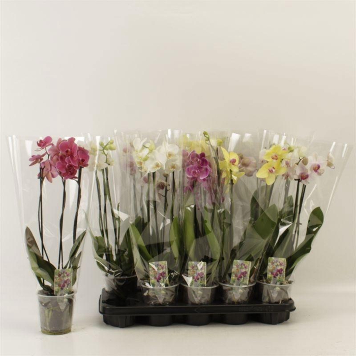 <h4>PHAL GEM</h4>