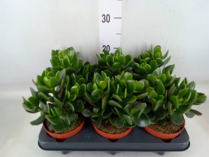 <h4>Crassula  'Hulk'</h4>