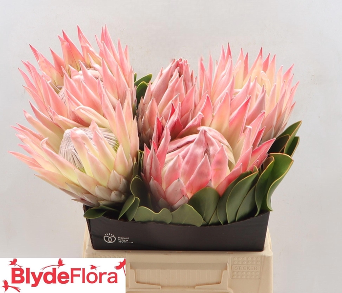 <h4>PROTEA CY LIZZIE</h4>